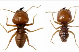 Tradhisa Control de Plagas termitas